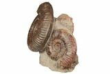 Two Toarcian Ammonite (Hammatoceras) Fossils - France #191715-1